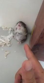 Hamsterul actor, Foto: Captura YouTube