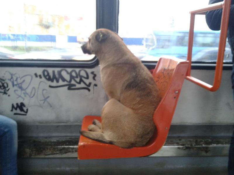 Maidanez in tramvai, Foto: Bucuresti. Acum