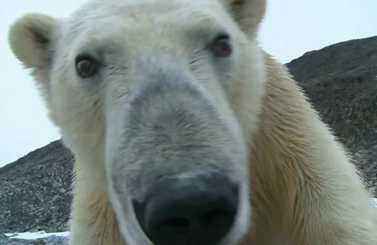 Ursul curios, Foto: youtube.com