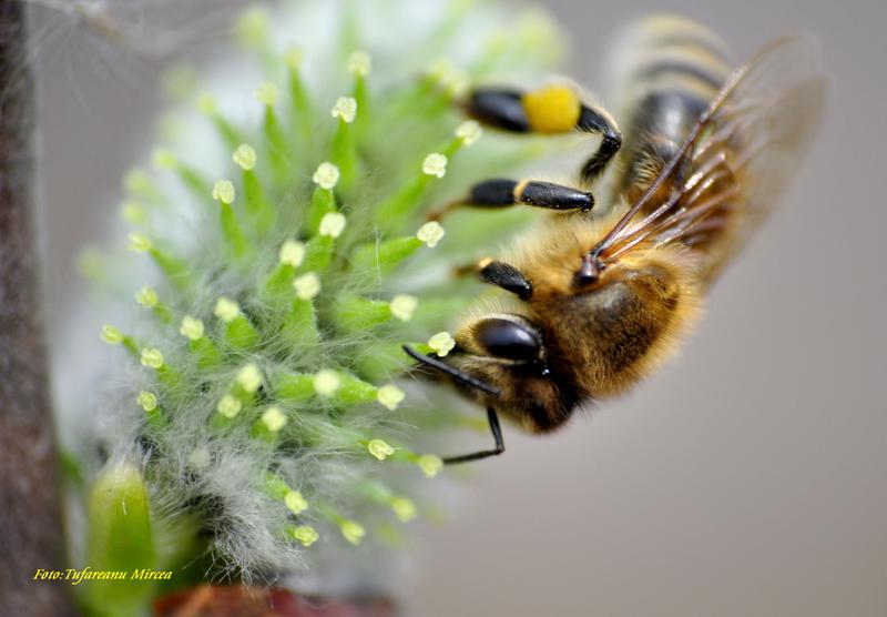 albina si polen, Foto: USER UPLOADED