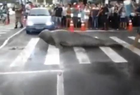 Elefant de mare pe trecerea de pietoni, Foto: Captura YouTube