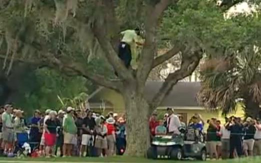 Lovitura din copac, Foto: youtube.com