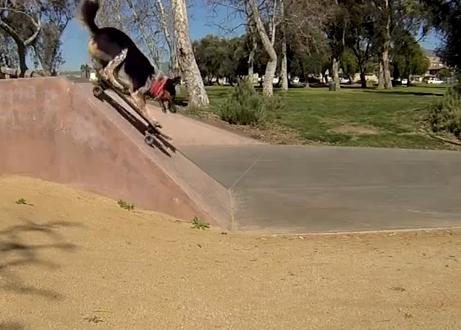 caine, Foto: YouTube