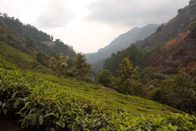 Munnar, India, Foto: caia.ro