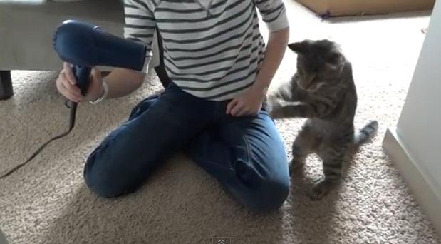 Pisicuta luptatoare, Foto: Captura YouTube