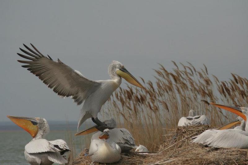 Pelicani creti in Delta Dunarii, Foto: Societatea Ornitologica din Romania