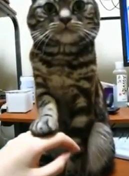 Pisicuta, Foto: Captura YouTube