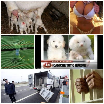 O lume nebuna, Foto: Colaj foto