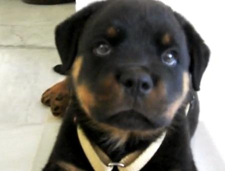 Puiul de rottweiler, Foto: Captura YouTube