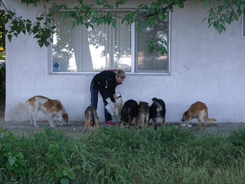 Daca iubiti cainii vagabonzi.., Foto: USER UPLOADED