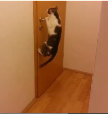 pisica, Foto: YouTube