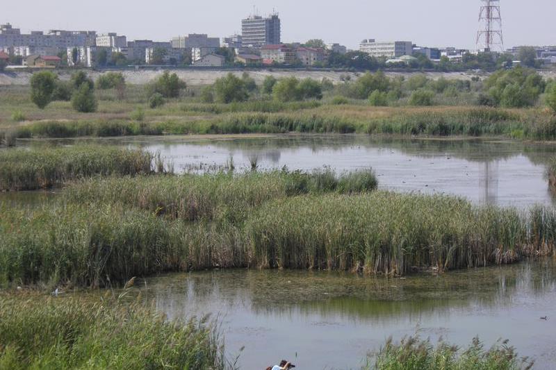 Delta Vacarestiului, Foto: Societatea Ornitologica Romana