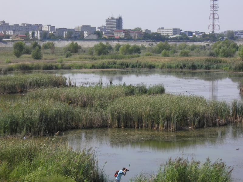 Delta Vacarestiului, Foto: Societatea Ornitologica Romana
