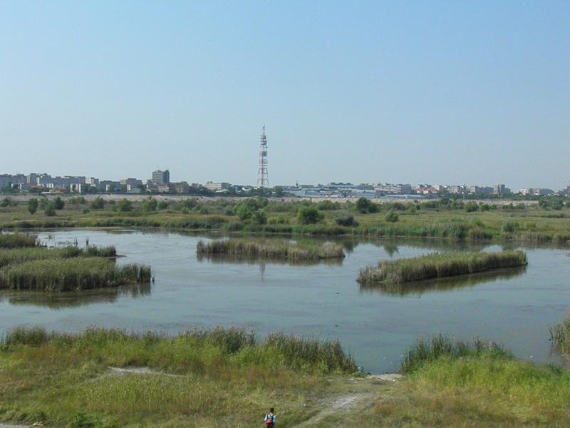 Delta Vacarestiului 3, Foto: Societatea Ornitologica Romana