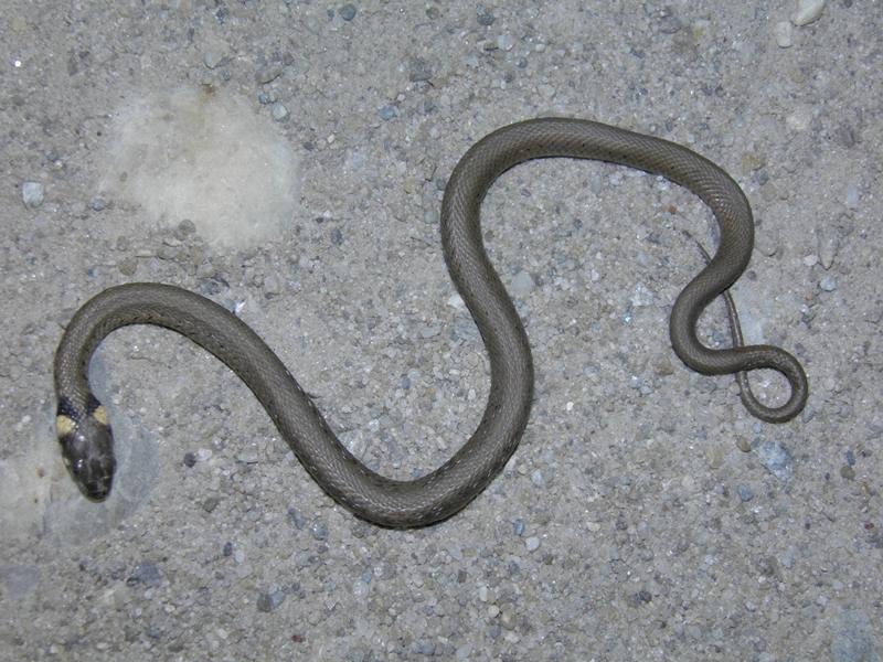 Sarpe, Foto: Societatea Ornitologica Romana