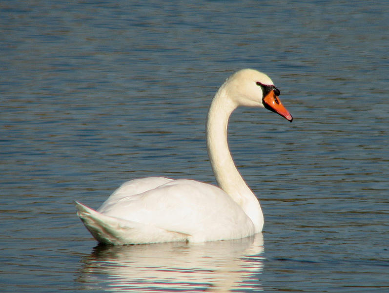 Lebada de vara Cristian Mihai, Foto: Cristian Mihai_Societatea Ornitologica Romana