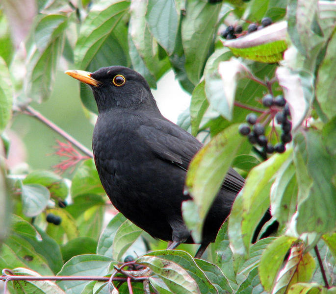 Mierla , Foto: Cristian Mihai_Societatea Ornitologica Romana
