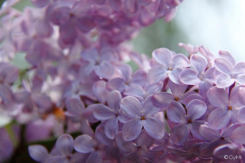 Liliachiu, Foto: GyMI