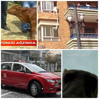 Faze tari, Foto: Colaj foto