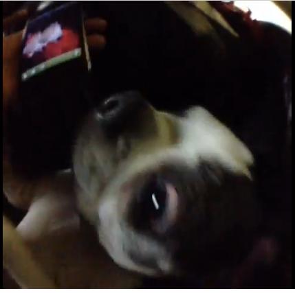 Clipul zilei, Foto: YouTube