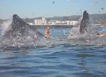 balena, Foto: YouTube