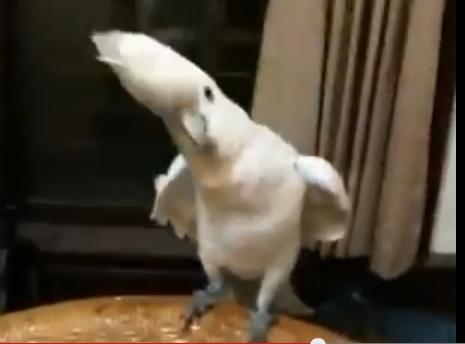 Clipul zilei, Foto: YouTube