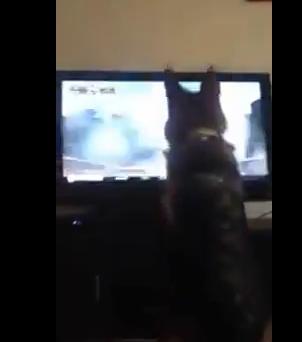 caine baseball, Foto: YouTube