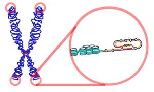 Telomere, Foto: Wikipedia