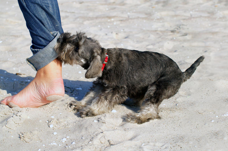 Caine pe plaja , Foto: Fotolia Gidran/Vier Pfoten