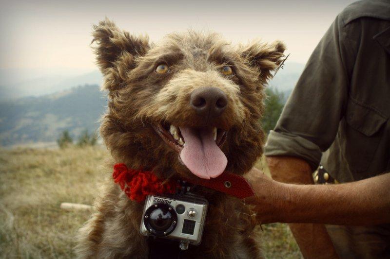 Dog, Foto: webPR.ro