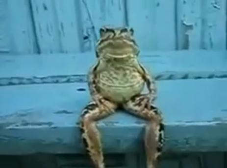 Broscuta de pe banca, Foto: Captura YouTube