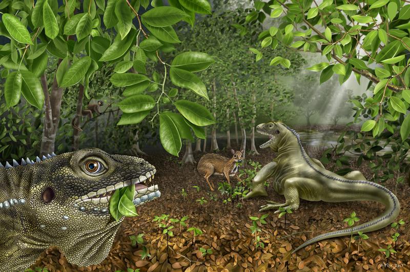 Barbaturex morrisoni, Foto: Universitatea Nebraska-Lincoln