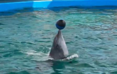 Pei Pei, Foto: delfinariu.ro