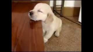 Somnorosii, Foto: youtube.com