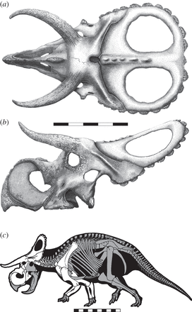 Nasuracetops titusi, Foto: Proceedings of The Royal Society B