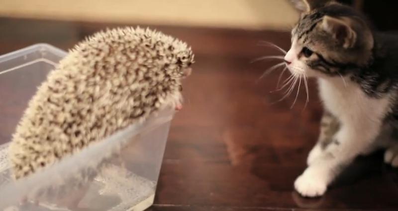 Clipul zilei, Foto: Captura Youtube.com