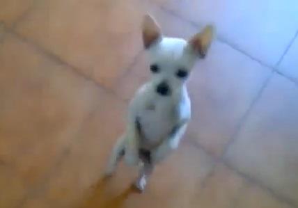 Chihuahua dansator, Foto: Captura Youtube.com