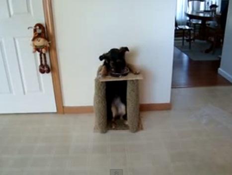 Cainele dresat, Foto: Captura YouTube