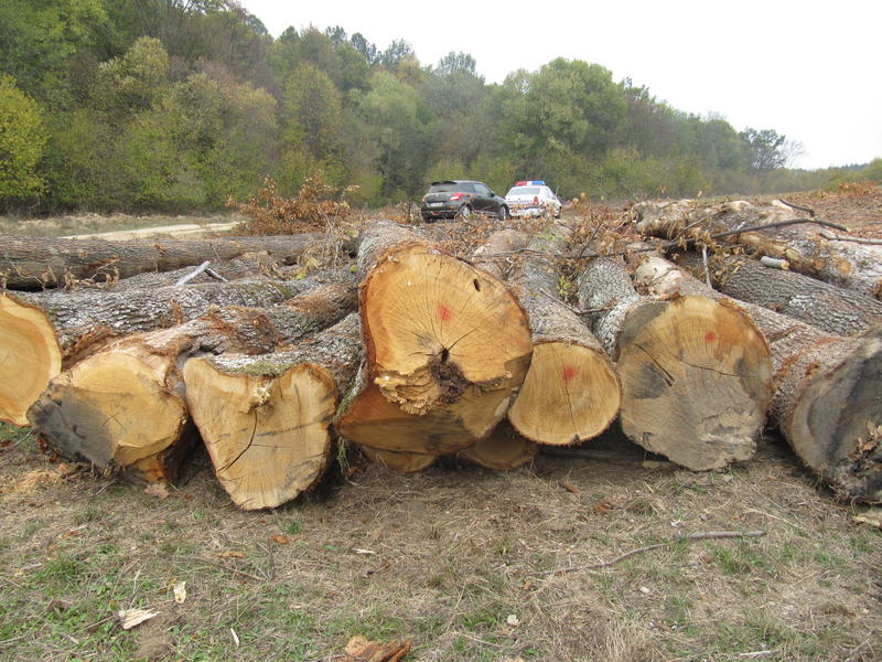 Busteni taiati , Foto: USER UPLOADED