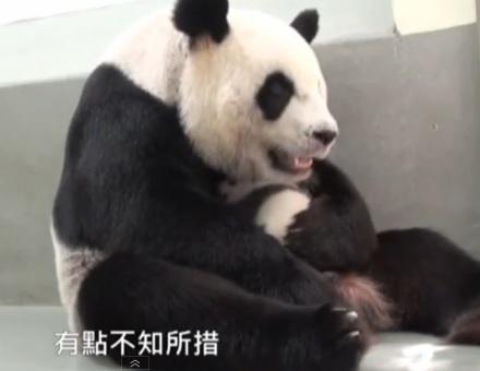 Puiul de panda in bratele mamei sale, Foto: Captura YouTube