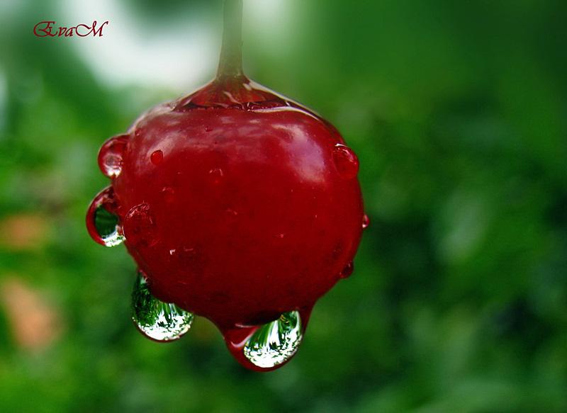 Prin ploaie, Foto: EvaM