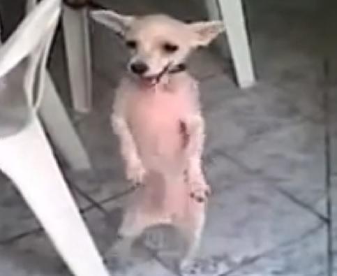 Chihuahua dansator, Foto: YouTube.com