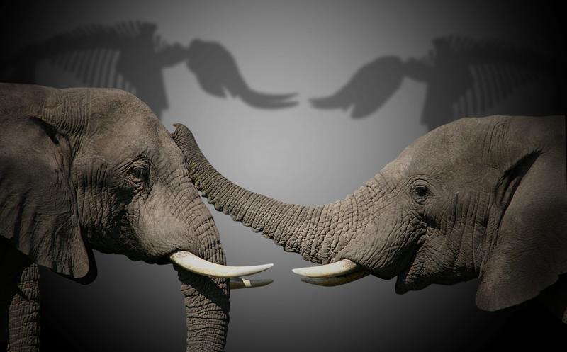 elephants, Foto: Photopuppeteer