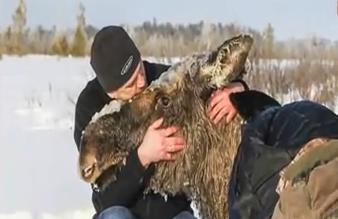 Oameni salvand animale, Foto: Captura YouTube