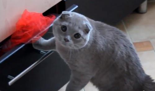 Clipul zilei, Foto: Captura Youtube.com