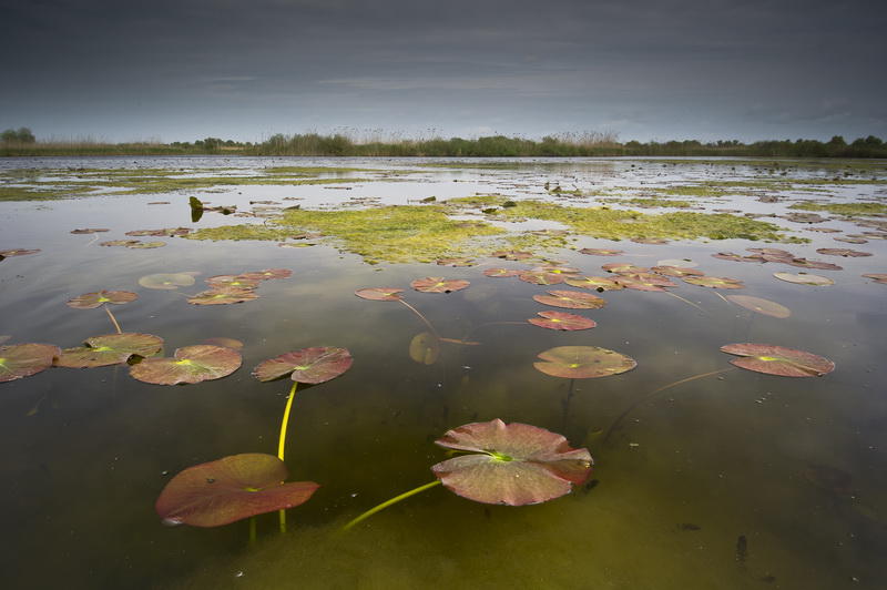 Rezervatia biosferei Delta Dunarii, Foto: Dan Dinu - WWF