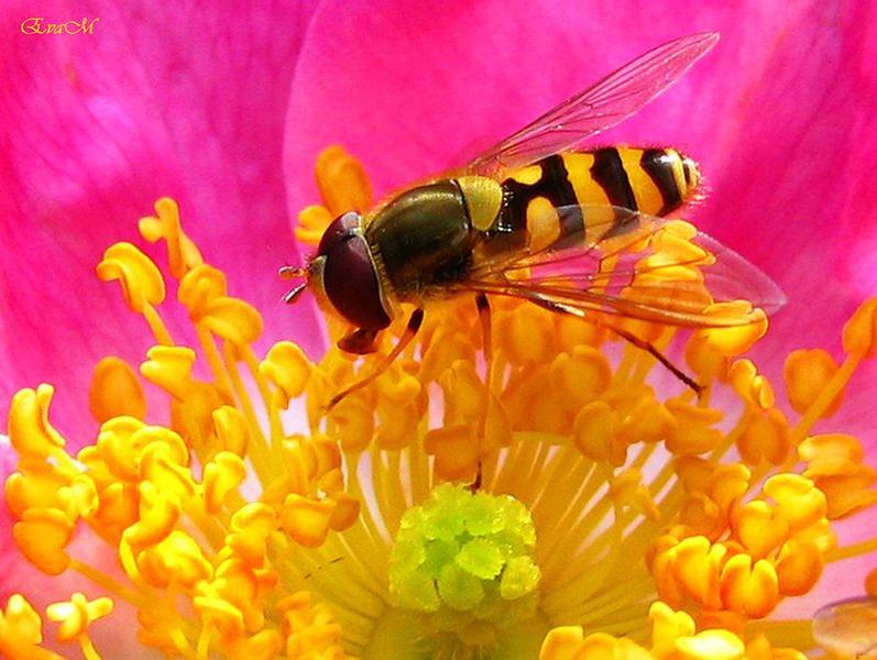 Culori calde, Foto: EvaM