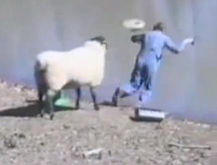 Oaia tupeista, Foto: Captura YouTube