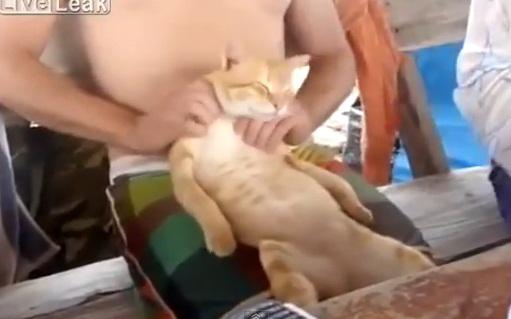 Pisica la masaj, Foto: Captura YouTube