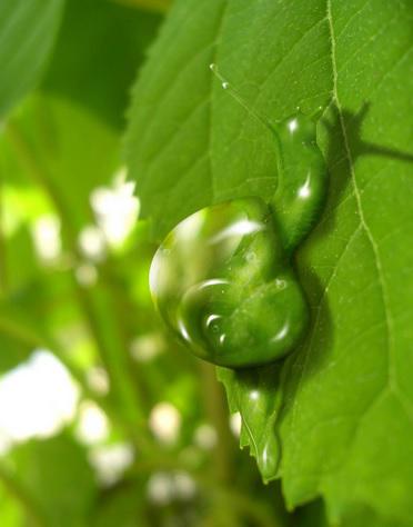 melc, Foto: Muzart Grafica